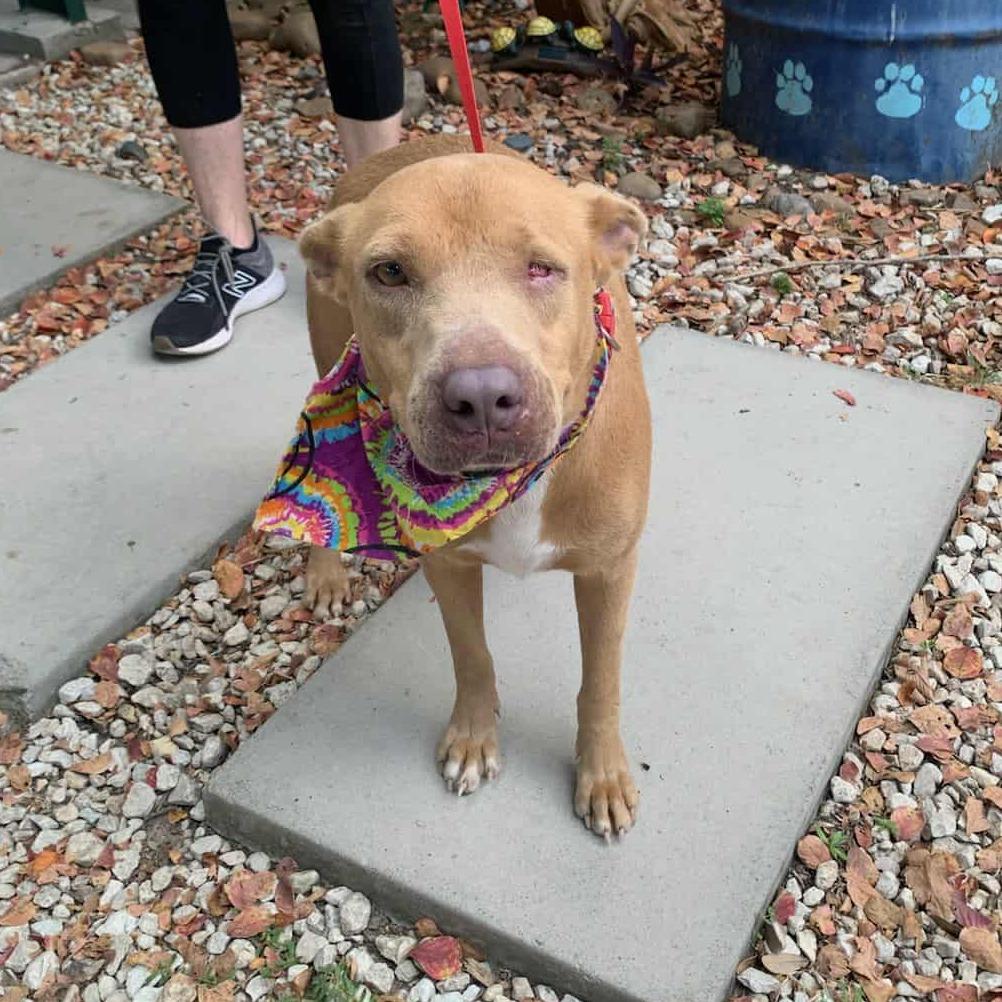 Shakira, a Adoptable mixed breed in Houston, TX image 4/4