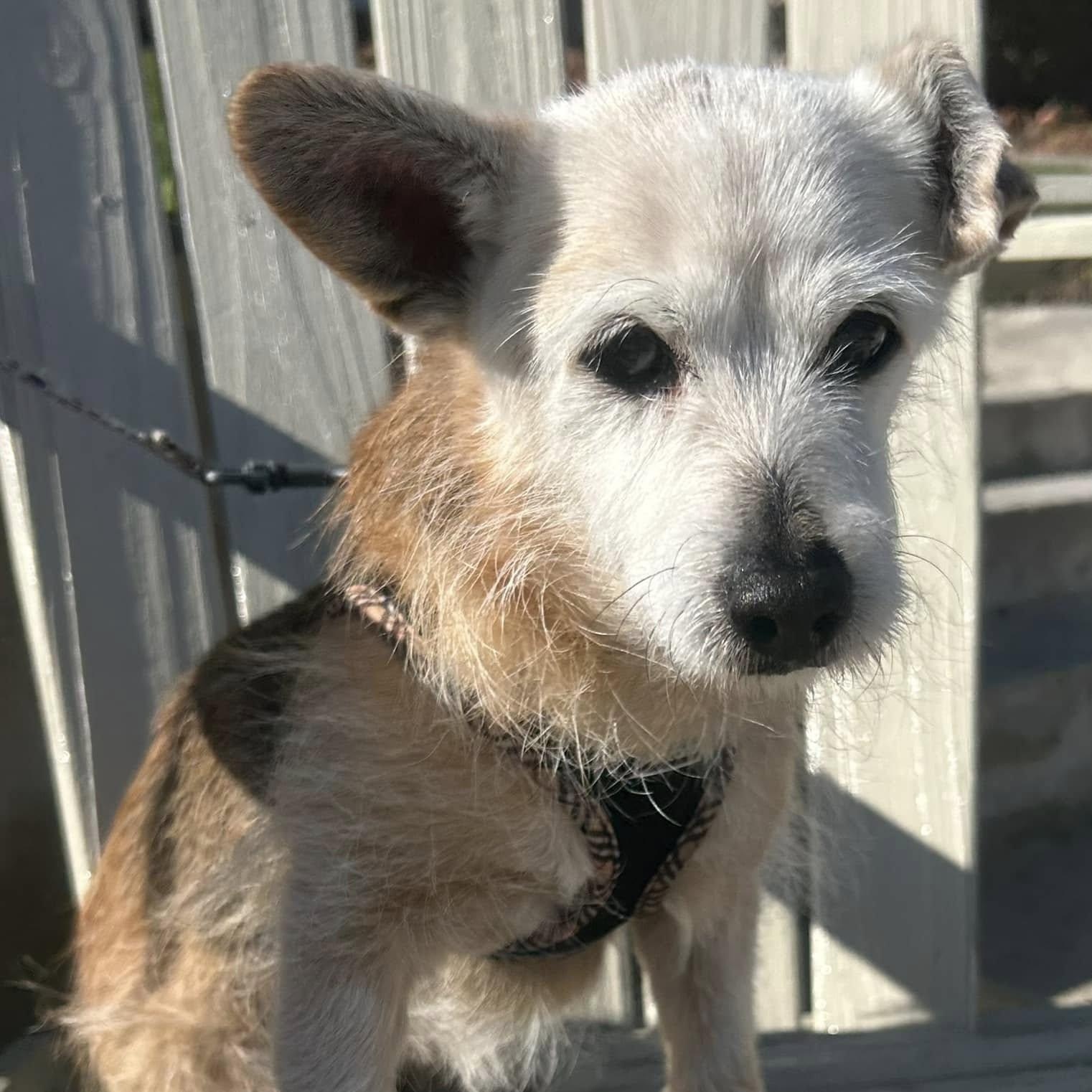 Enlarge Frisco, a Adoptable mixed breed in Cape Coral, FL image 1/6