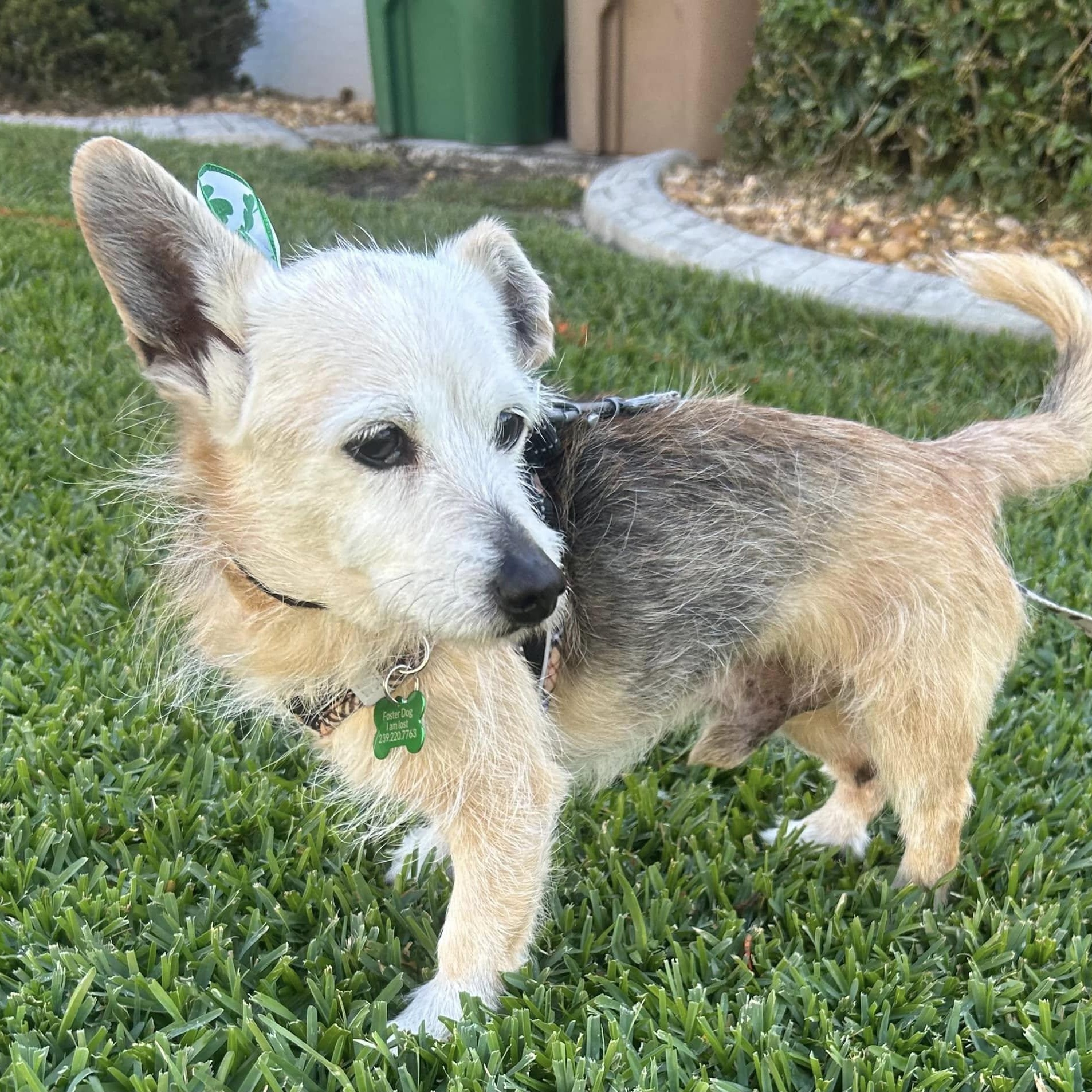 Enlarge Frisco, a Adoptable mixed breed in Cape Coral, FL image 6/6