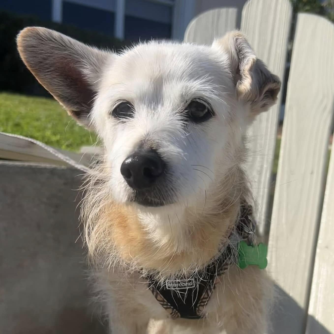 Enlarge Frisco, a Adoptable mixed breed in Cape Coral, FL image 5/6