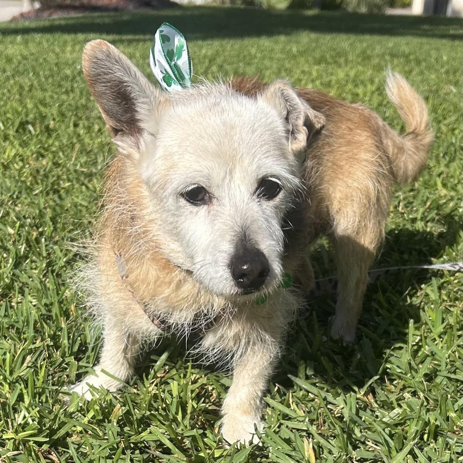 Enlarge Frisco, a Adoptable mixed breed in Cape Coral, FL image 4/6