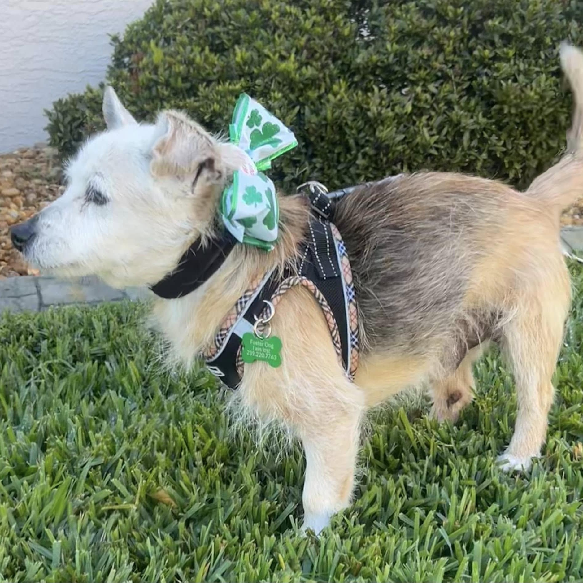 Enlarge Frisco, a Adoptable mixed breed in Cape Coral, FL image 3/6