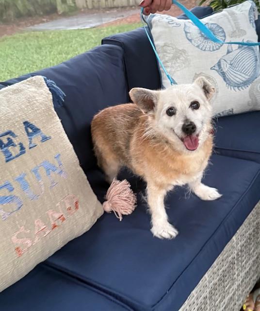 Enlarge Frisco, a Adoptable mixed breed in Cape Coral, FL image 2/6