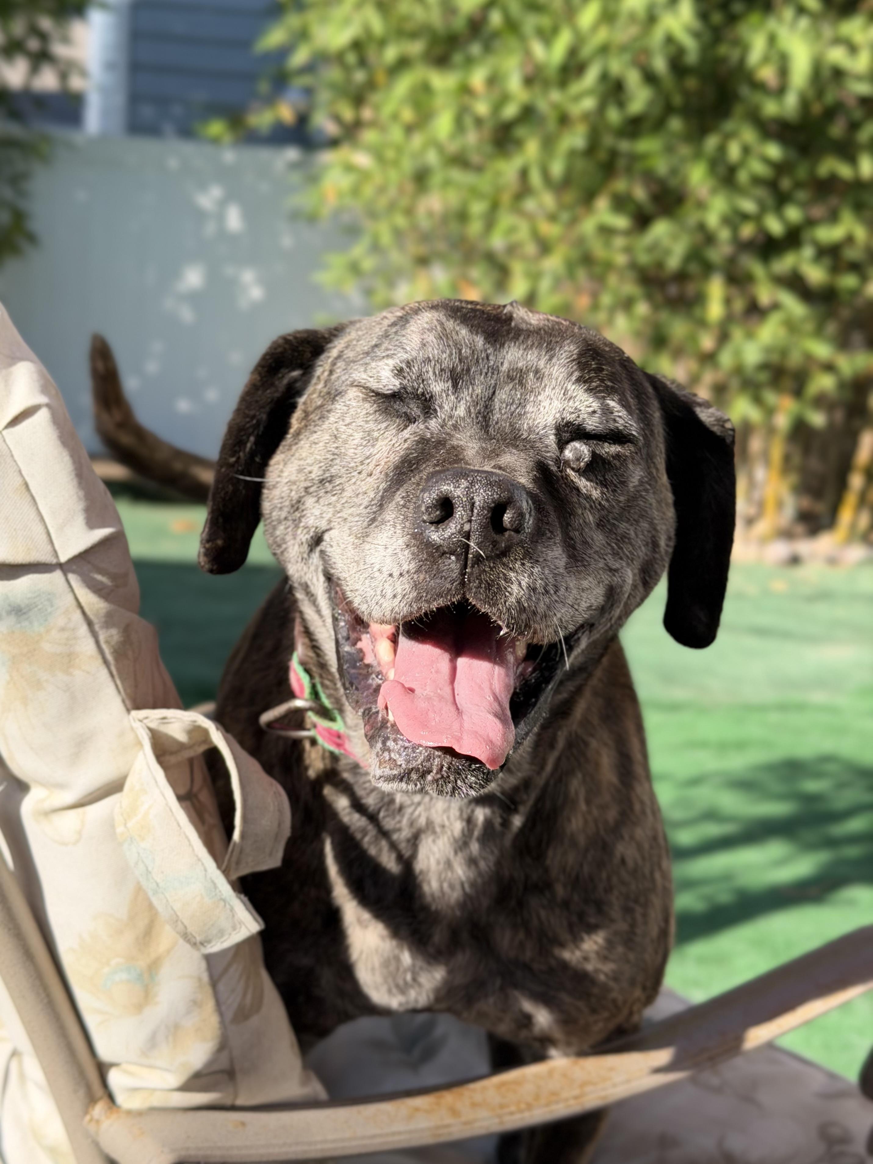 Enlarge Leonora, a ADOPTABLE mixed breed in San Diego, CA image 3/5