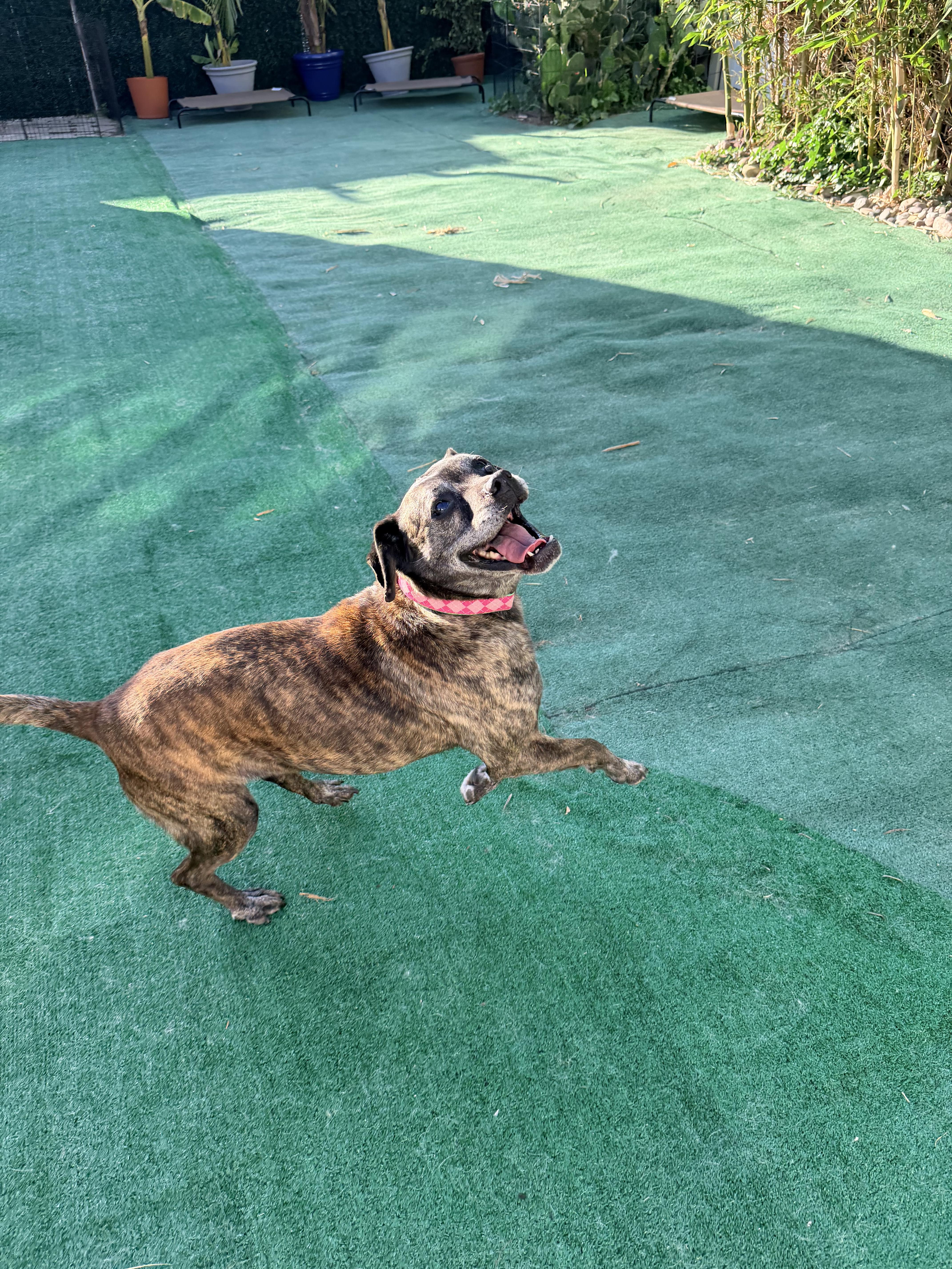 Enlarge Leonora, a ADOPTABLE mixed breed in San Diego, CA image 4/5