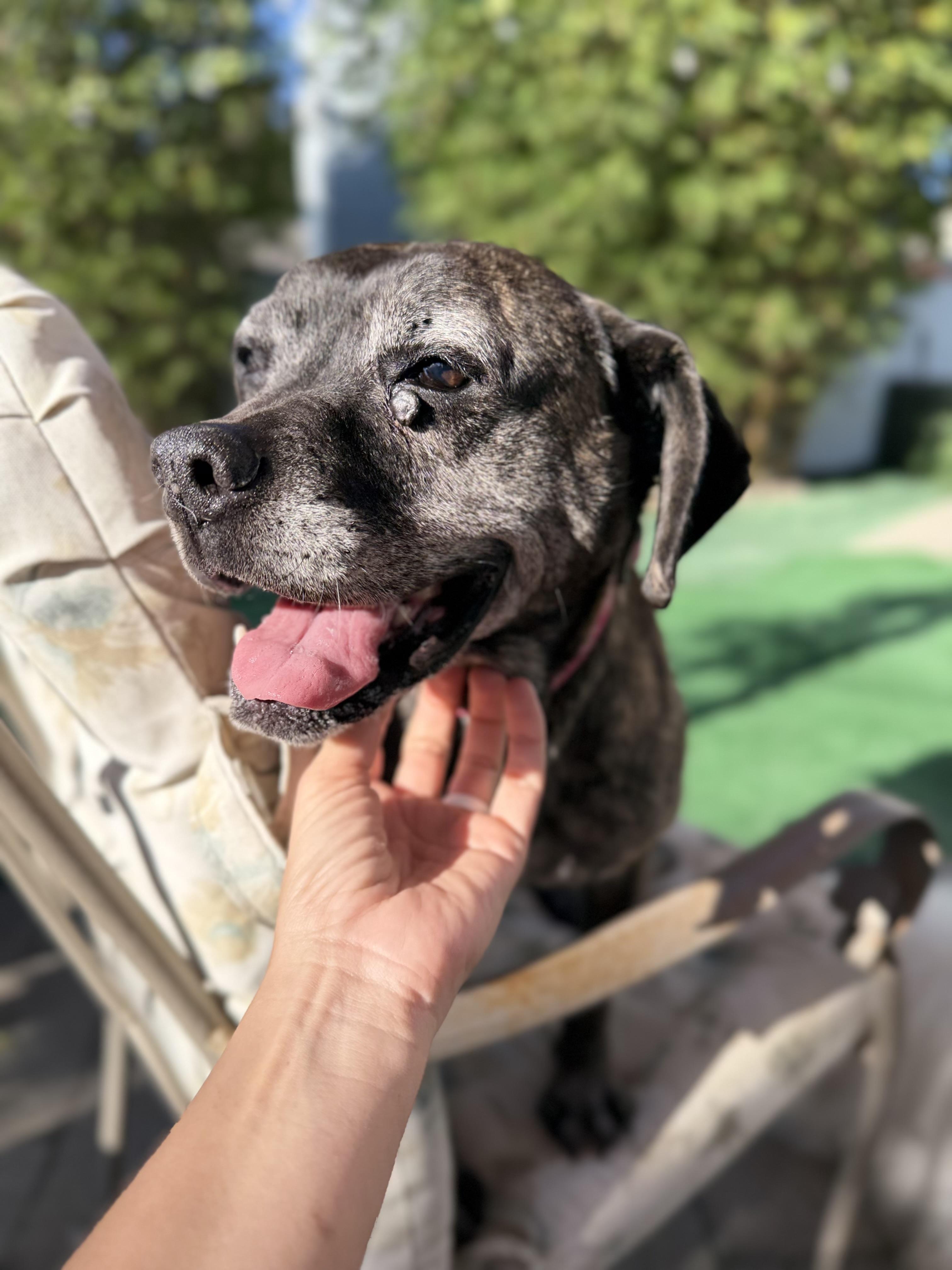 Enlarge Leonora, a ADOPTABLE mixed breed in San Diego, CA image 2/5