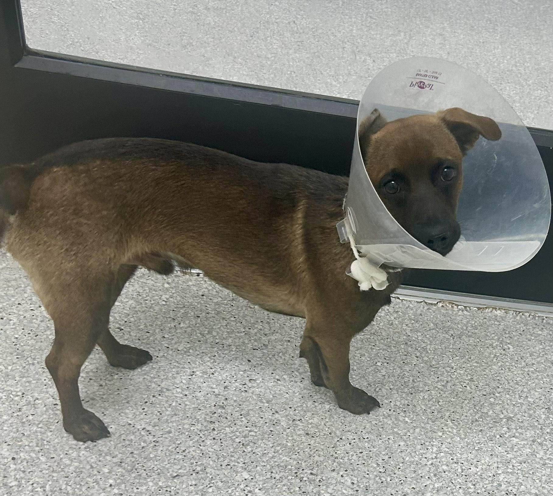 Bratty, an adoptable Chiweenie in Lake Havasu City, AZ, 86406 | Photo Image 1