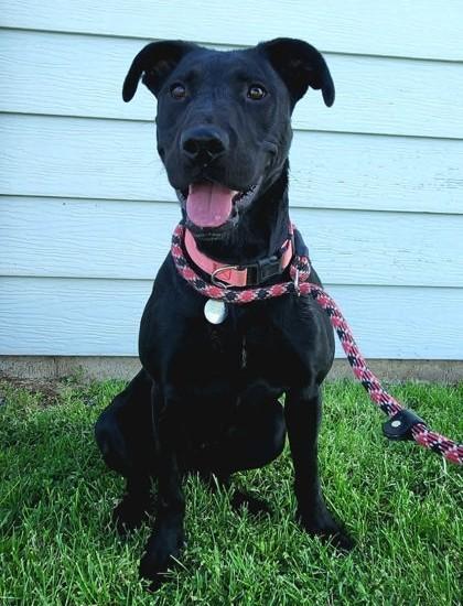 Enlarge Ivy, a ADOPTABLE mixed breed in Butte, MT image 1/2