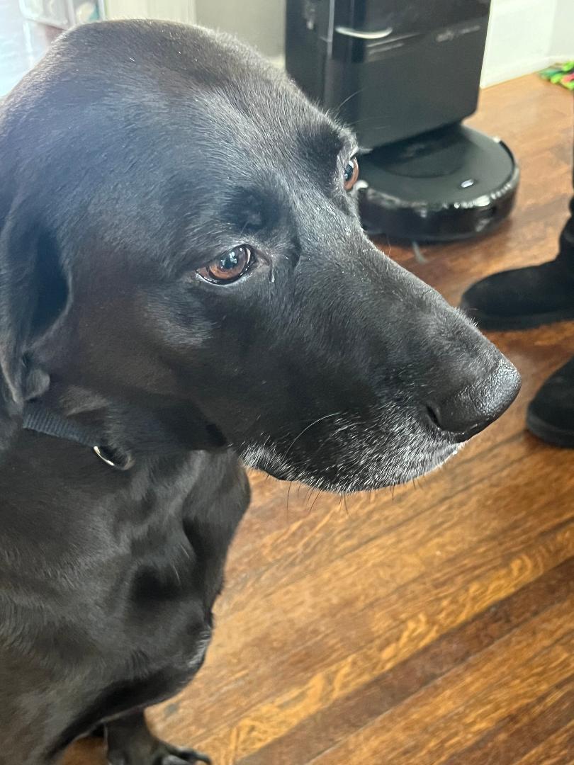 TJ, Adoptable, Adult Male Labrador Retriever & German Shorthaired Pointer.