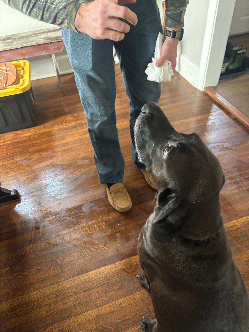 Enlarge TJ, a Adoptable mixed breed in Warrington, PA image 2/3