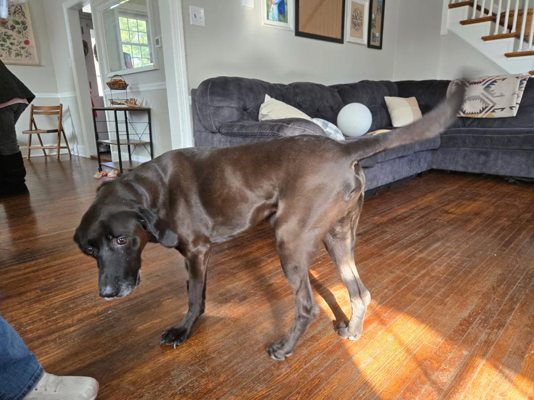 Enlarge TJ, a Adoptable mixed breed in Warrington, PA image 3/3