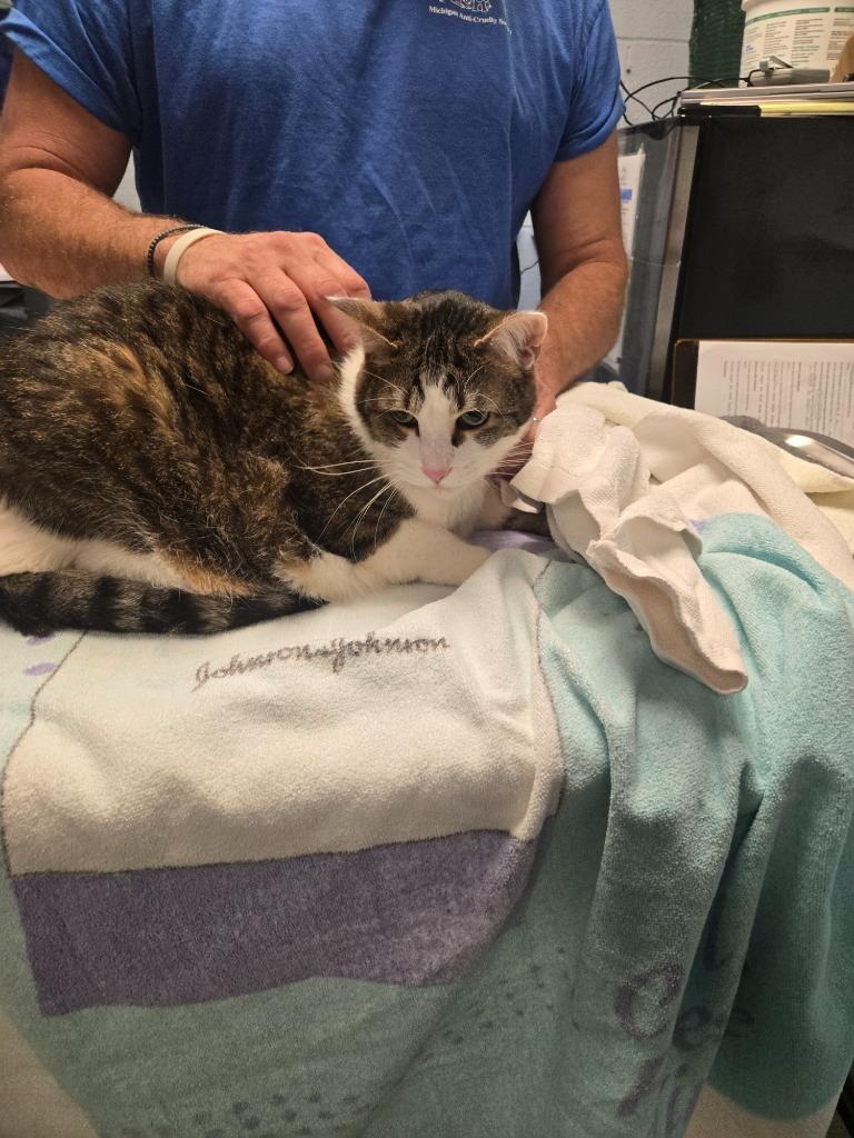 Sevyn, Adoptable, Senior Male Domestic Medium Hair.