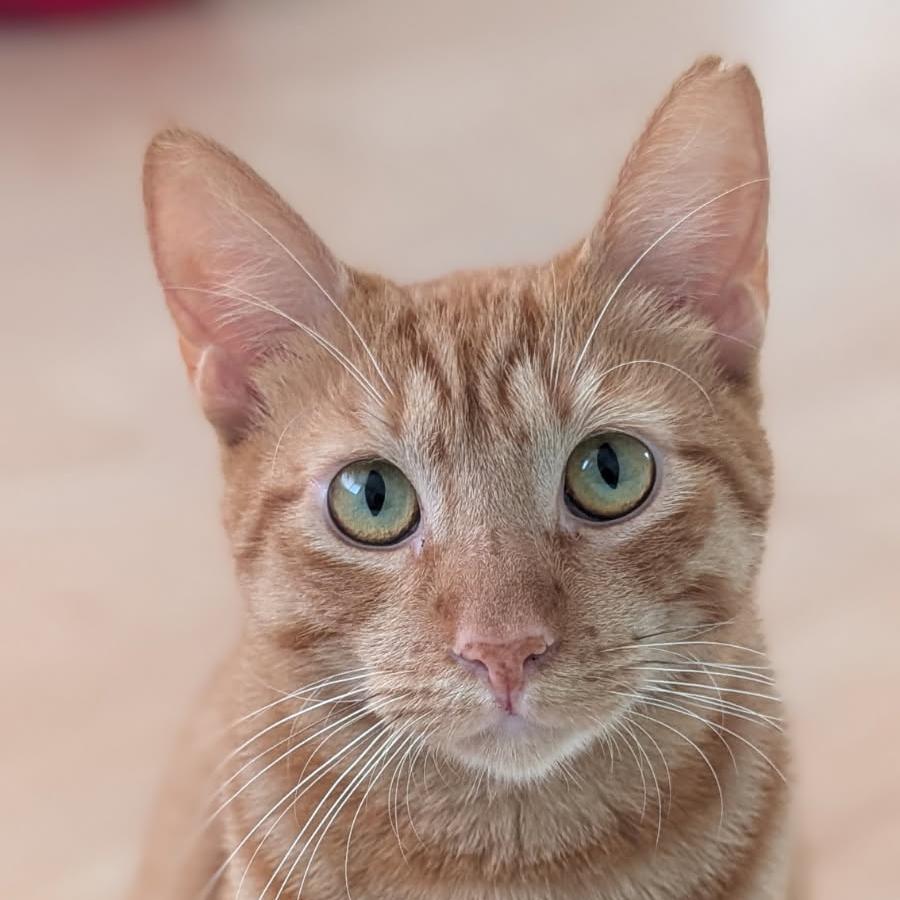 Harvey, Adoptable, Young Male Domestic Short Hair.