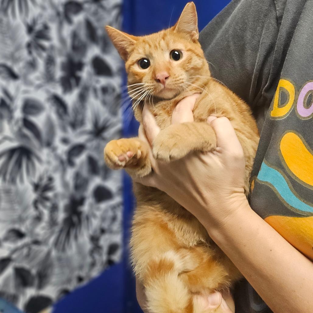 Enlarge Harvey, a Adoptable Domestic Short Hair in Wahiawa, HI image 1/1