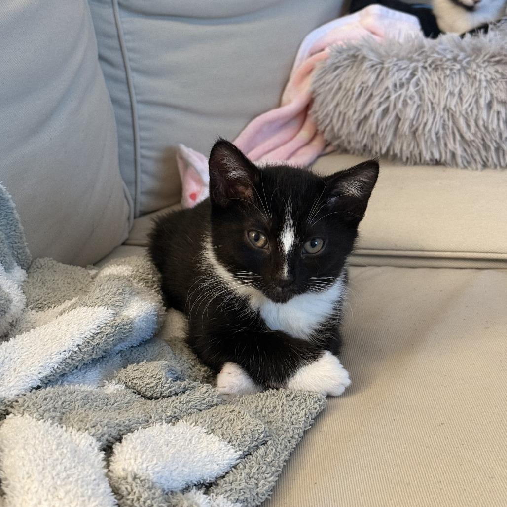 Dot (Bugs Life), Adoptable, Kitten Female Domestic Short Hair.