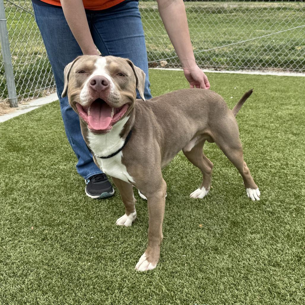Enlarge Jasper, a Adoptable Pit Bull Terrier in Nashville, IN image 1/4