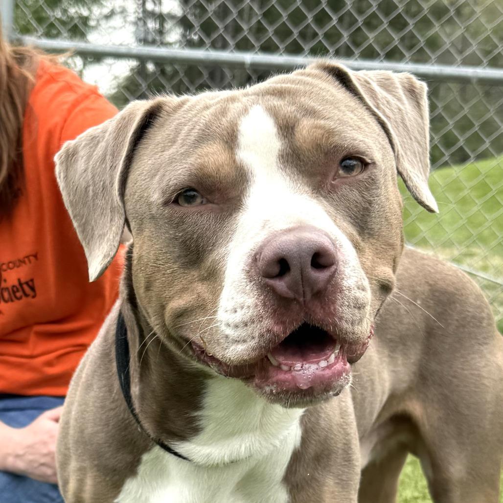 Enlarge Jasper, a Adoptable Pit Bull Terrier in Nashville, IN image 2/4