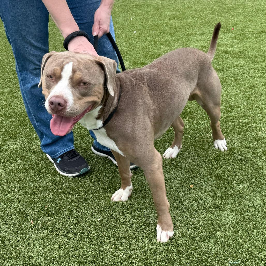 Enlarge Jasper, a Adoptable Pit Bull Terrier in Nashville, IN image 3/4