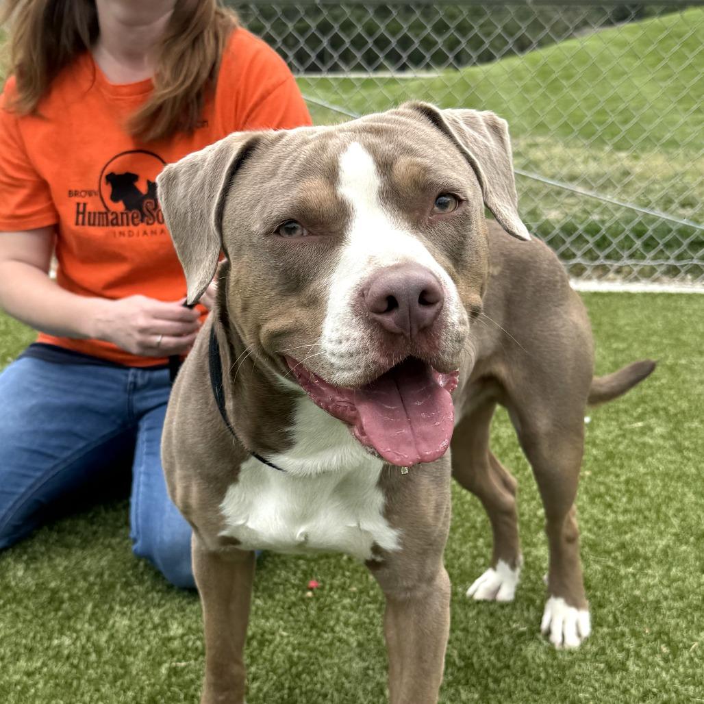 Enlarge Jasper, a Adoptable Pit Bull Terrier in Nashville, IN image 4/4