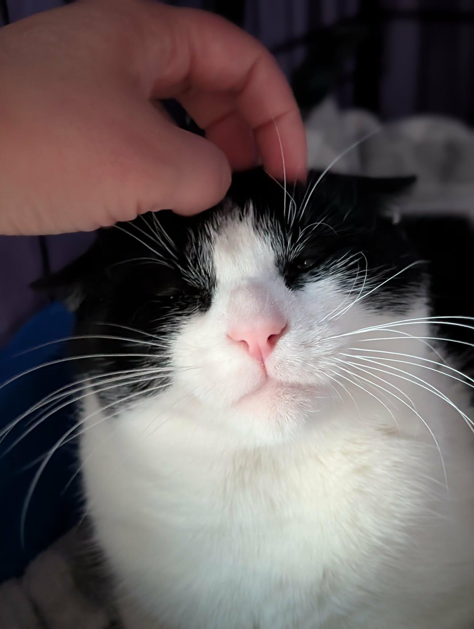 Pax, ADOPTABLE, Adult Male Domestic Short Hair.