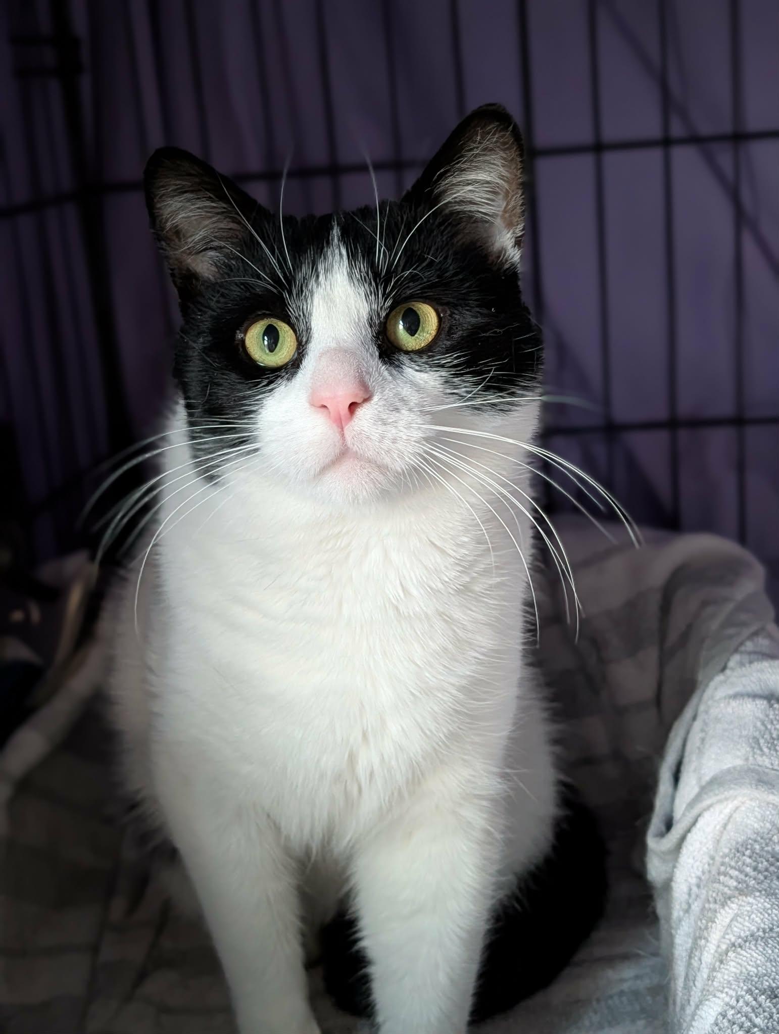 Enlarge Pax, a ADOPTABLE Domestic Short Hair in Roslindale, MA image 3/4