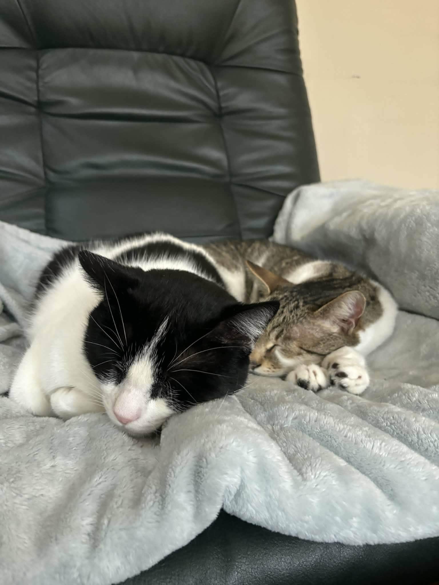 Pax, an adopted Domestic Short Hair in Roslindale, MA image 4/4