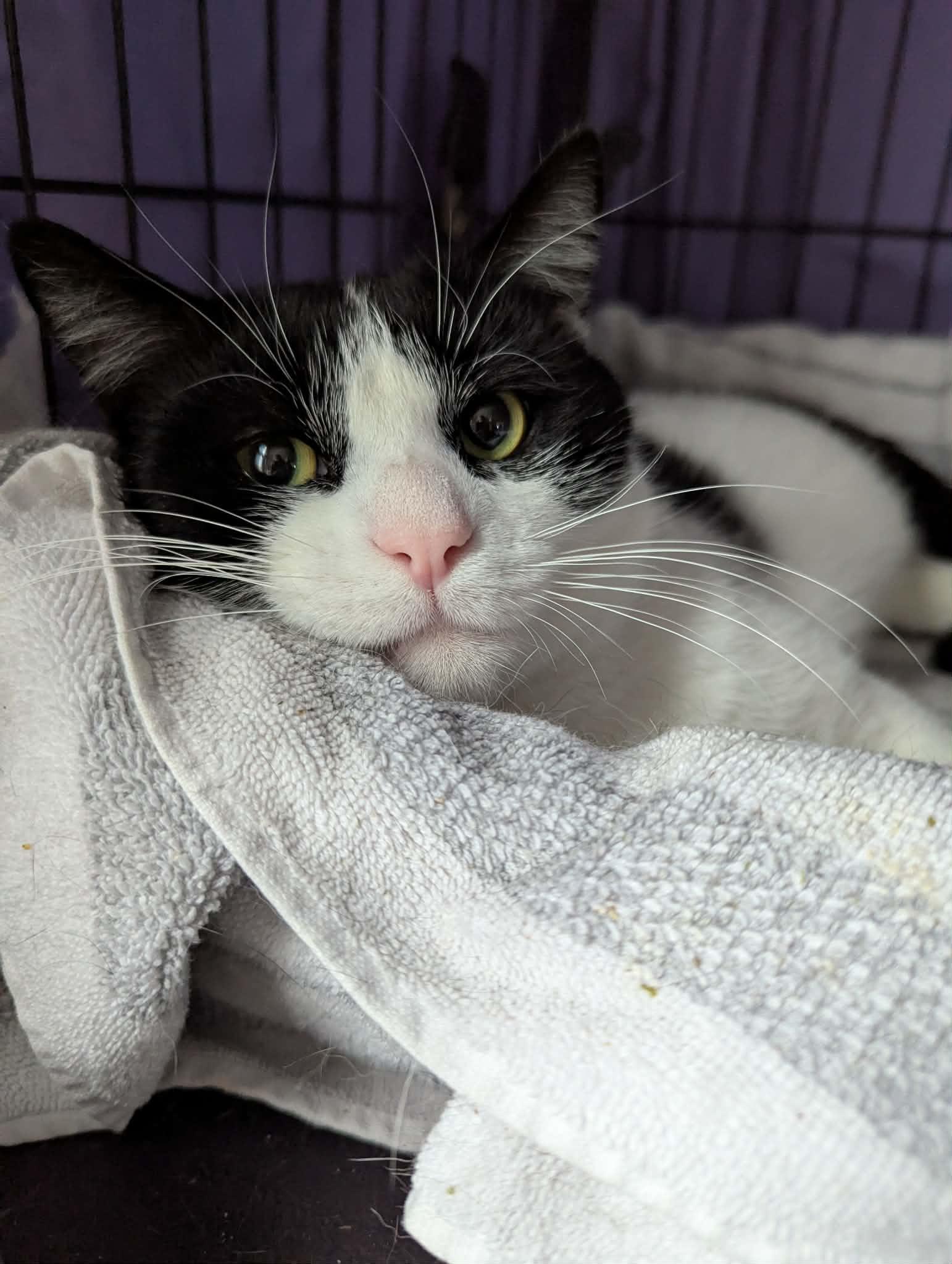 Enlarge Pax, a ADOPTABLE Domestic Short Hair in Roslindale, MA image 4/4