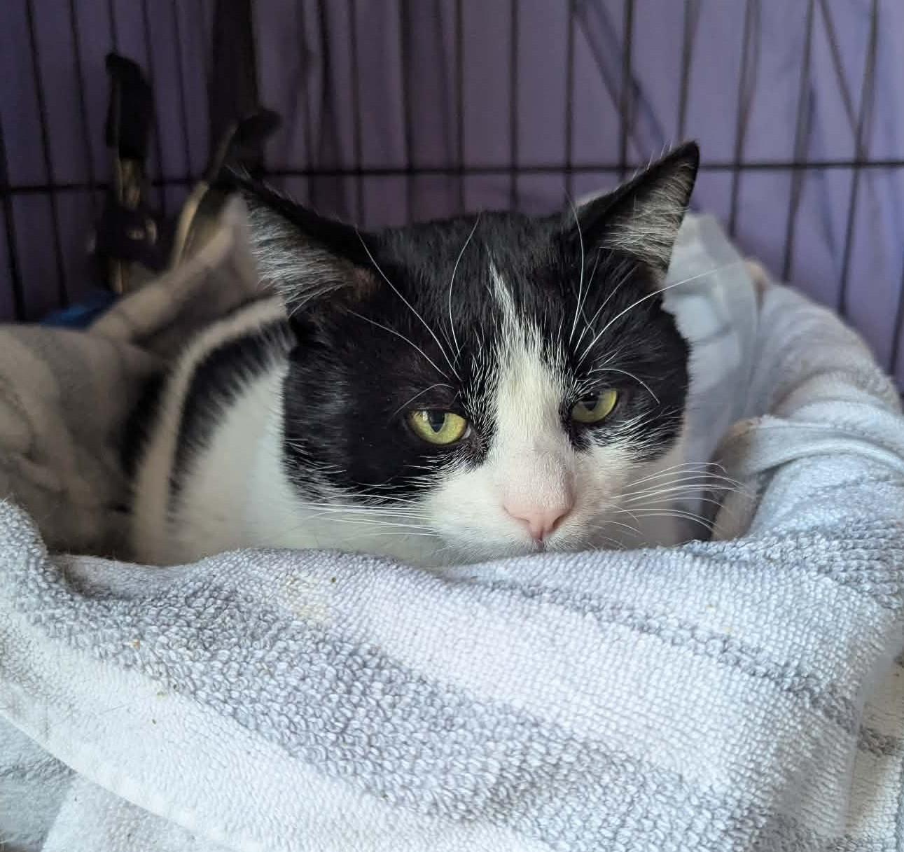 Enlarge Pax, a ADOPTABLE Domestic Short Hair in Roslindale, MA image 2/4