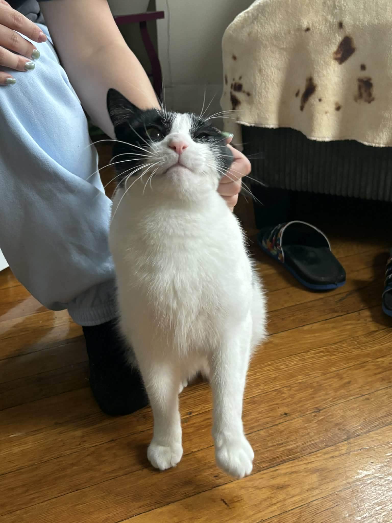 Pax, an adopted Domestic Short Hair in Roslindale, MA image 1/4