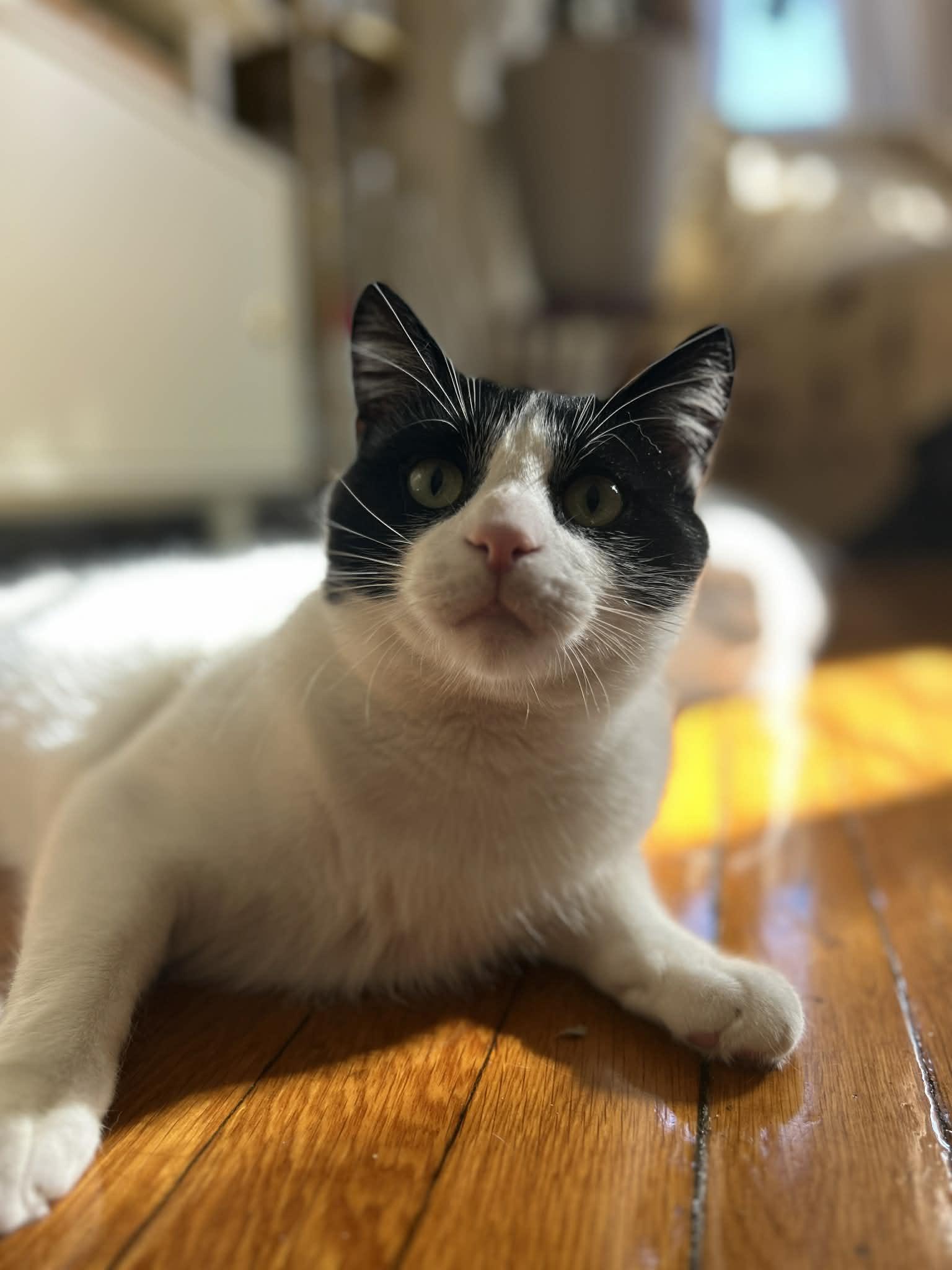 Pax, an adopted Domestic Short Hair in Roslindale, MA image 3/4