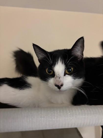 Horton, Adoptable, Young Female Domestic Long Hair & Domestic Short Hair.