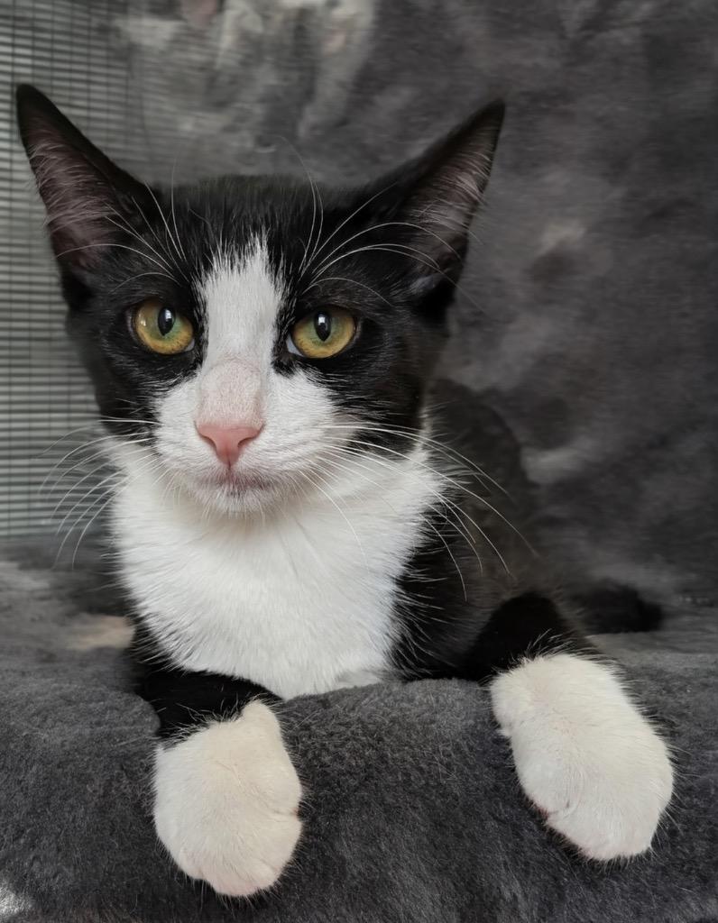 Magpie-$75 Cat Adoption Special!, Adoptable, Young Female Domestic Short Hair.