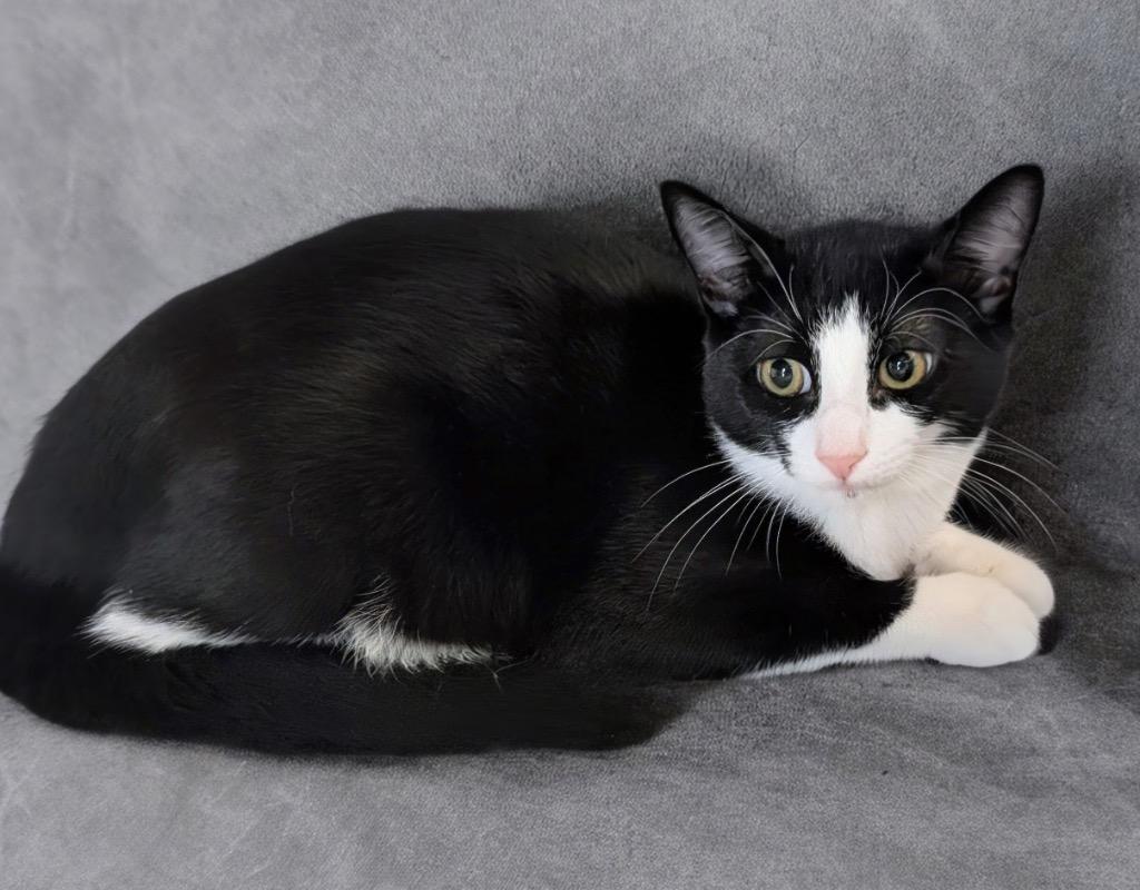 Enlarge Magpie-$75 Cat Adoption Special!, a Adoptable mixed breed in Fort Myers, FL image 2/2
