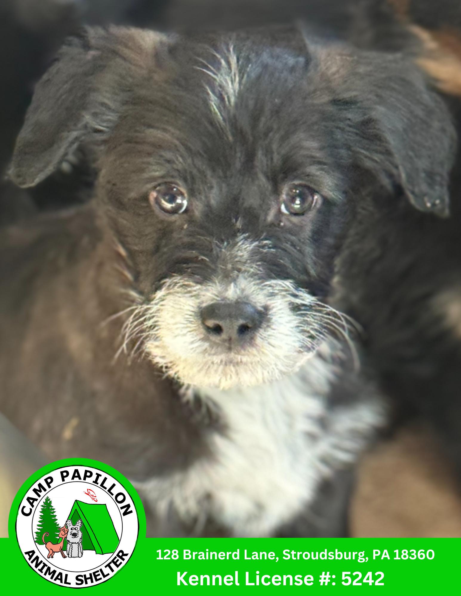Johnny, Adoptable, Young Male Poodle & Golden Retriever.