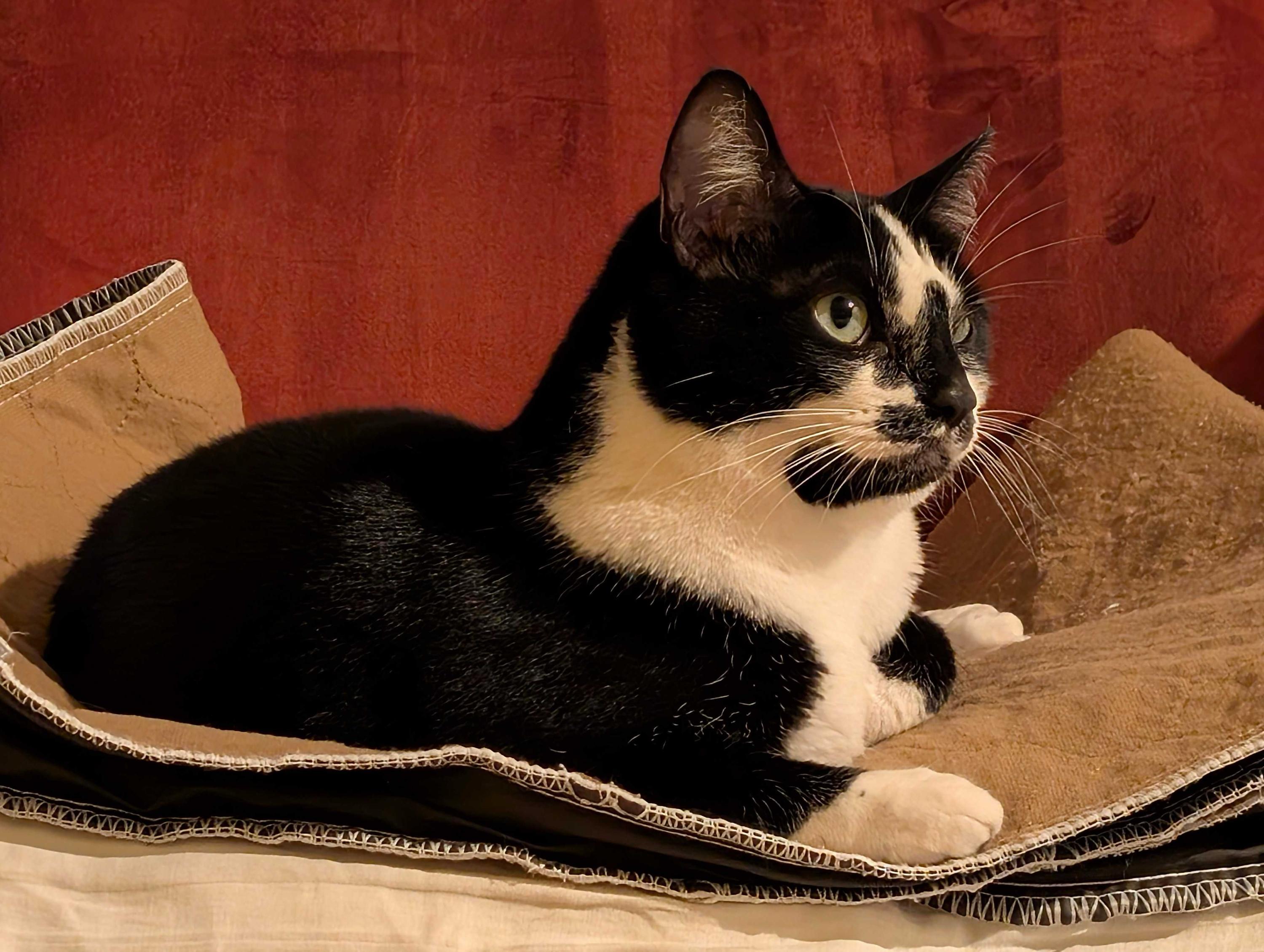 Queen Maggie photo 5