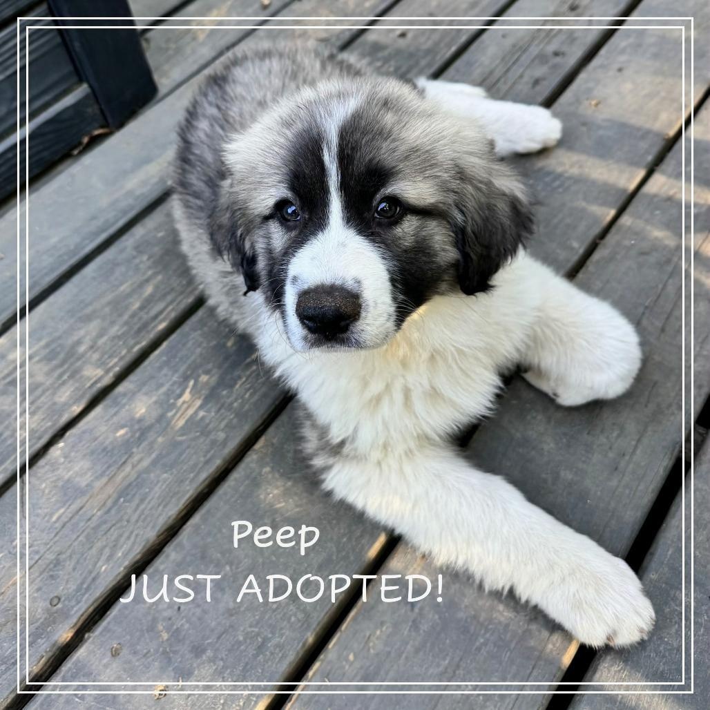 Enlarge The Easter Litter, a ADOPTABLE Great Pyrenees in Atlanta, GA image 5/5