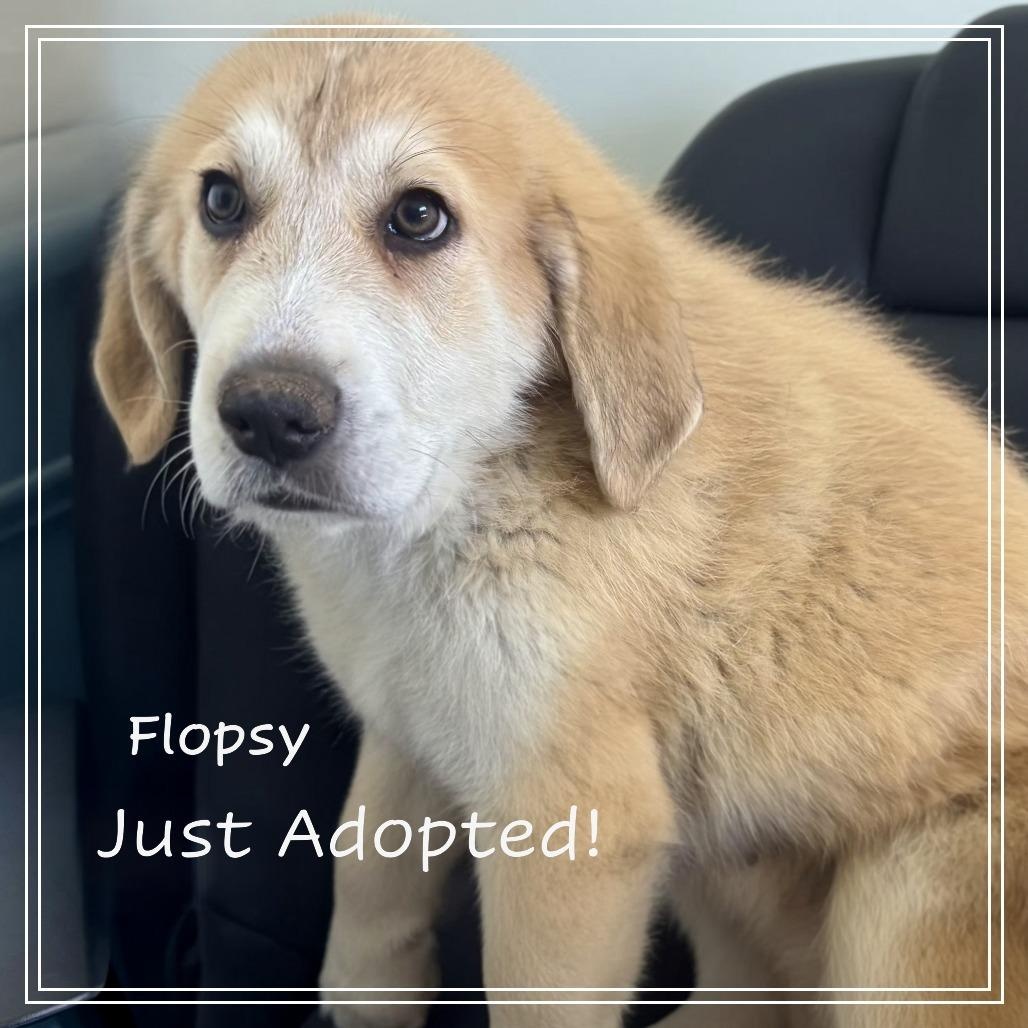 Enlarge The Easter Litter, an adopted Great Pyrenees in Atlanta, GA image 4/5