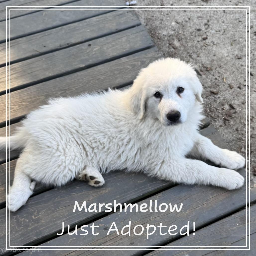 Enlarge The Easter Litter, an adopted Great Pyrenees in Atlanta, GA image 5/5