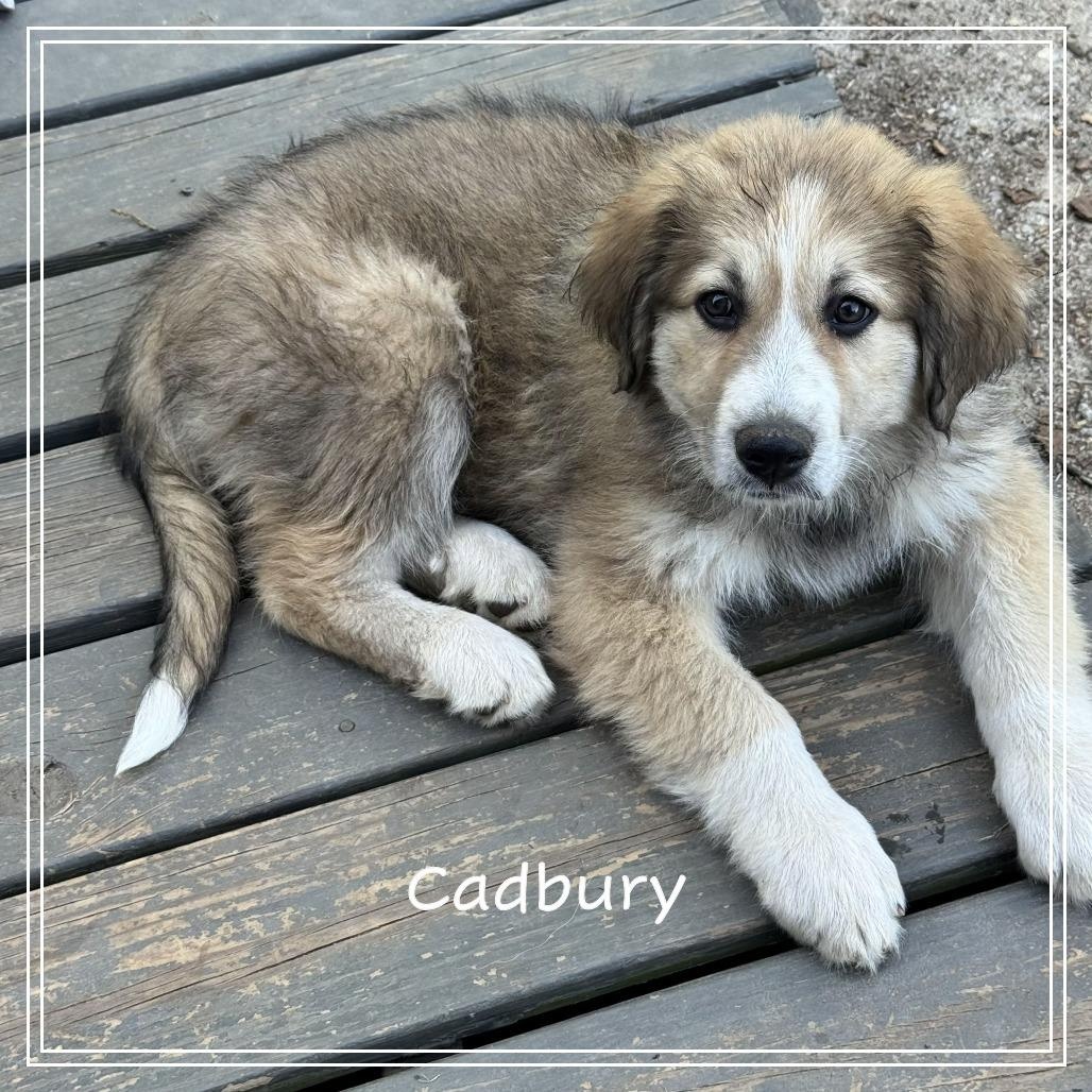 Enlarge The Easter Litter, a ADOPTABLE Great Pyrenees in Atlanta, GA image 4/5