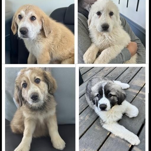 The Easter Litter, ADOPTABLE, Puppy Female Great Pyrenees.