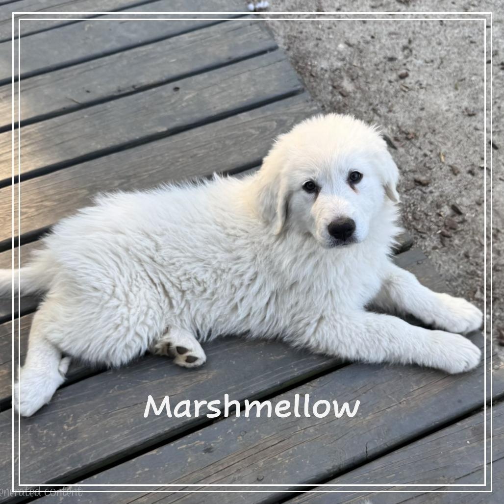 Enlarge The Easter Litter, a ADOPTABLE Great Pyrenees in Atlanta, GA image 3/5