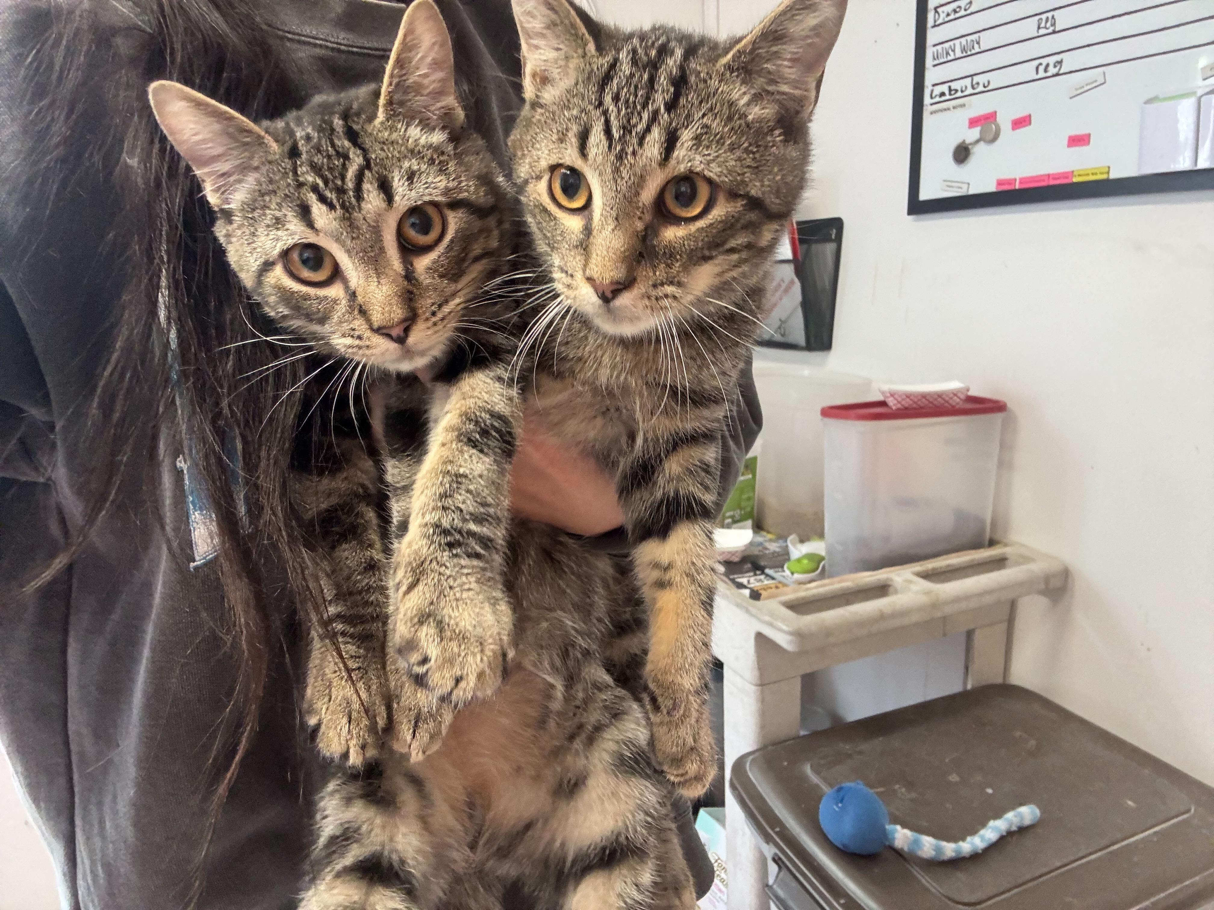 Enlarge Armani and Gucci, a ADOPTABLE Domestic Short Hair in Manchester, NH image 1/1