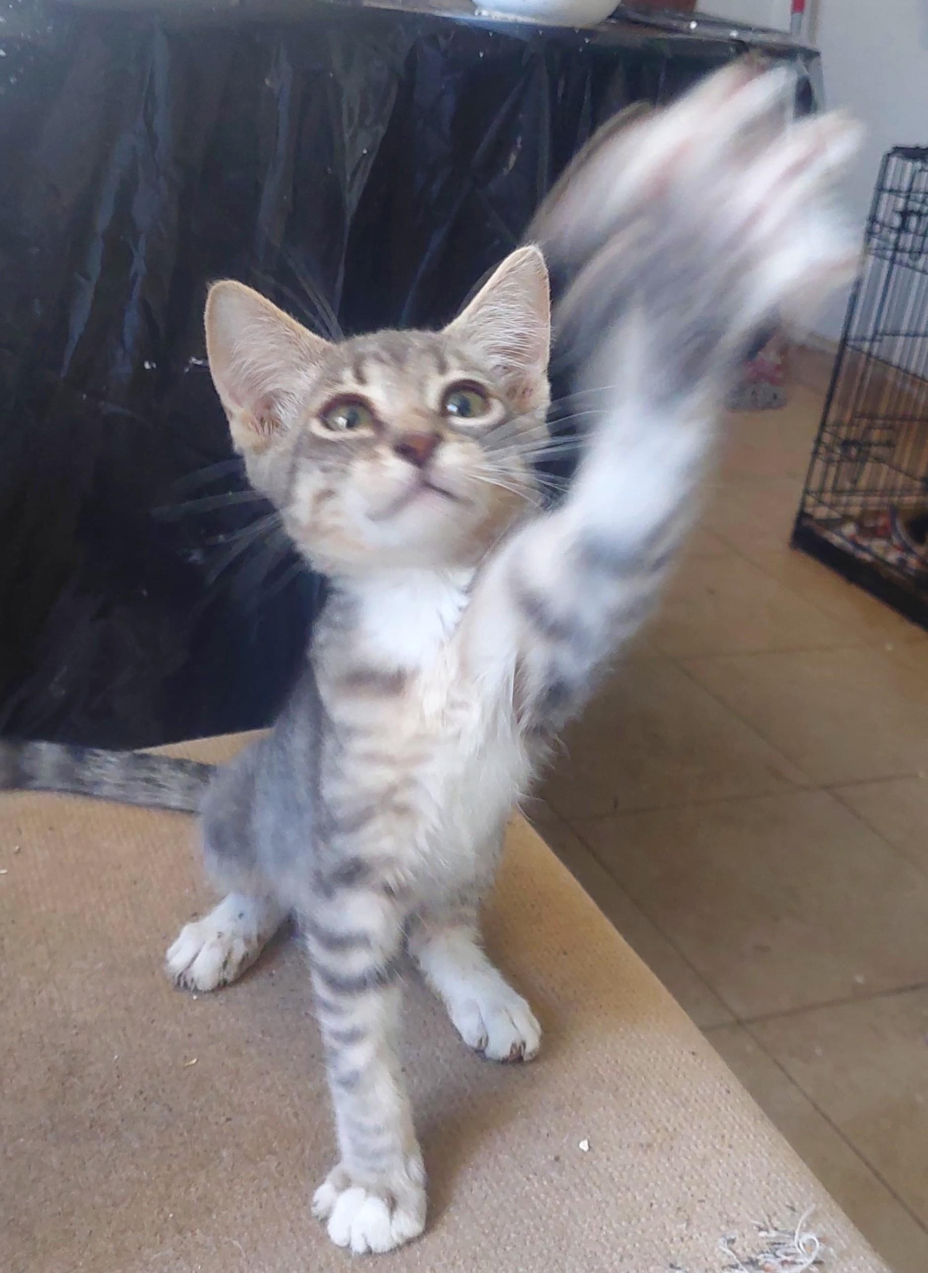 Atlas, an adoptable American Shorthair in Mexicali, BCN, 21280 | Photo Image 1