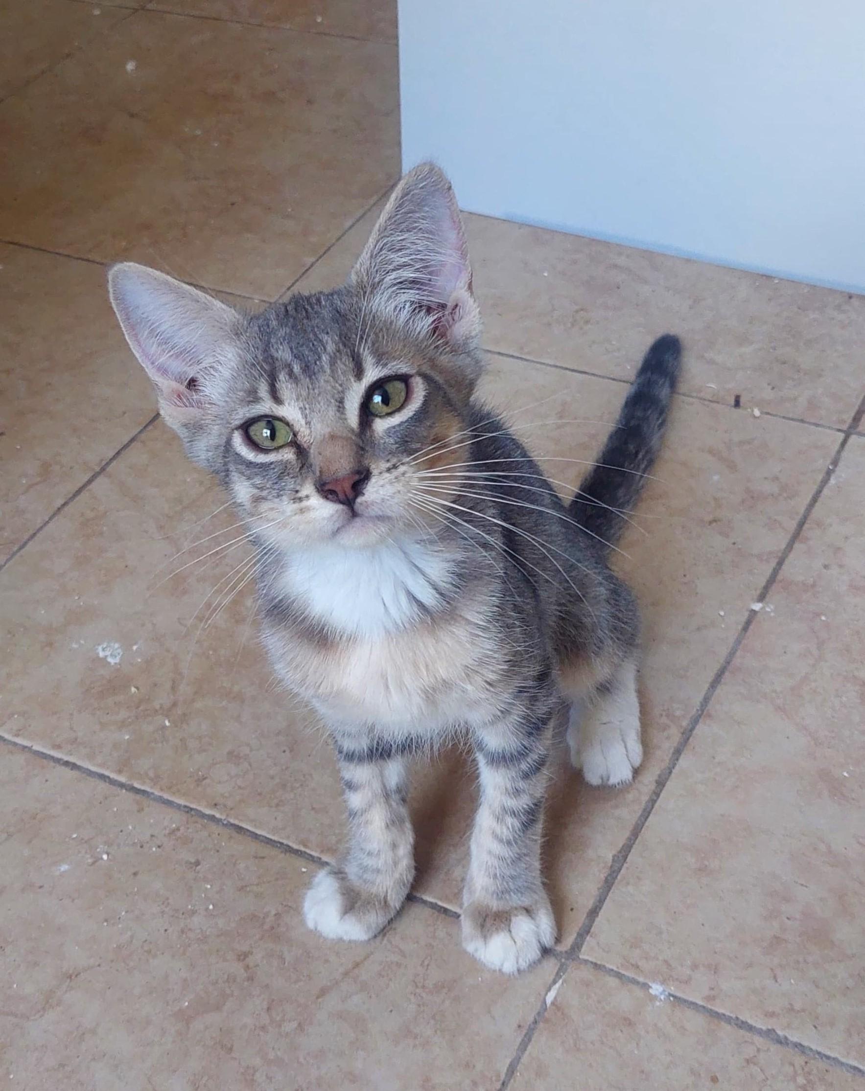 Atlas, an adoptable American Shorthair in Mexicali, BCN, 21280 | Photo Image 4