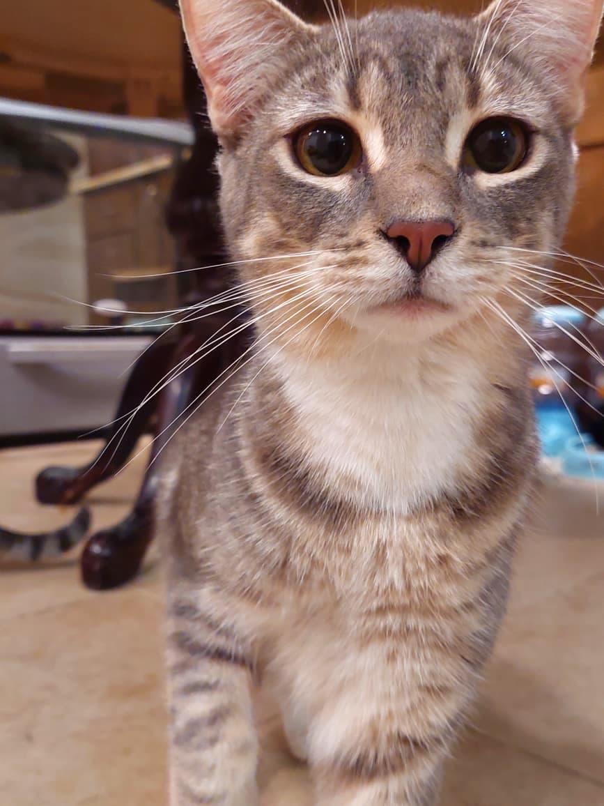 Atlas — thumbnail 4