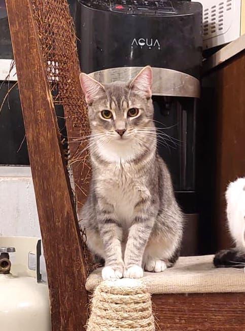 Atlas — thumbnail 5