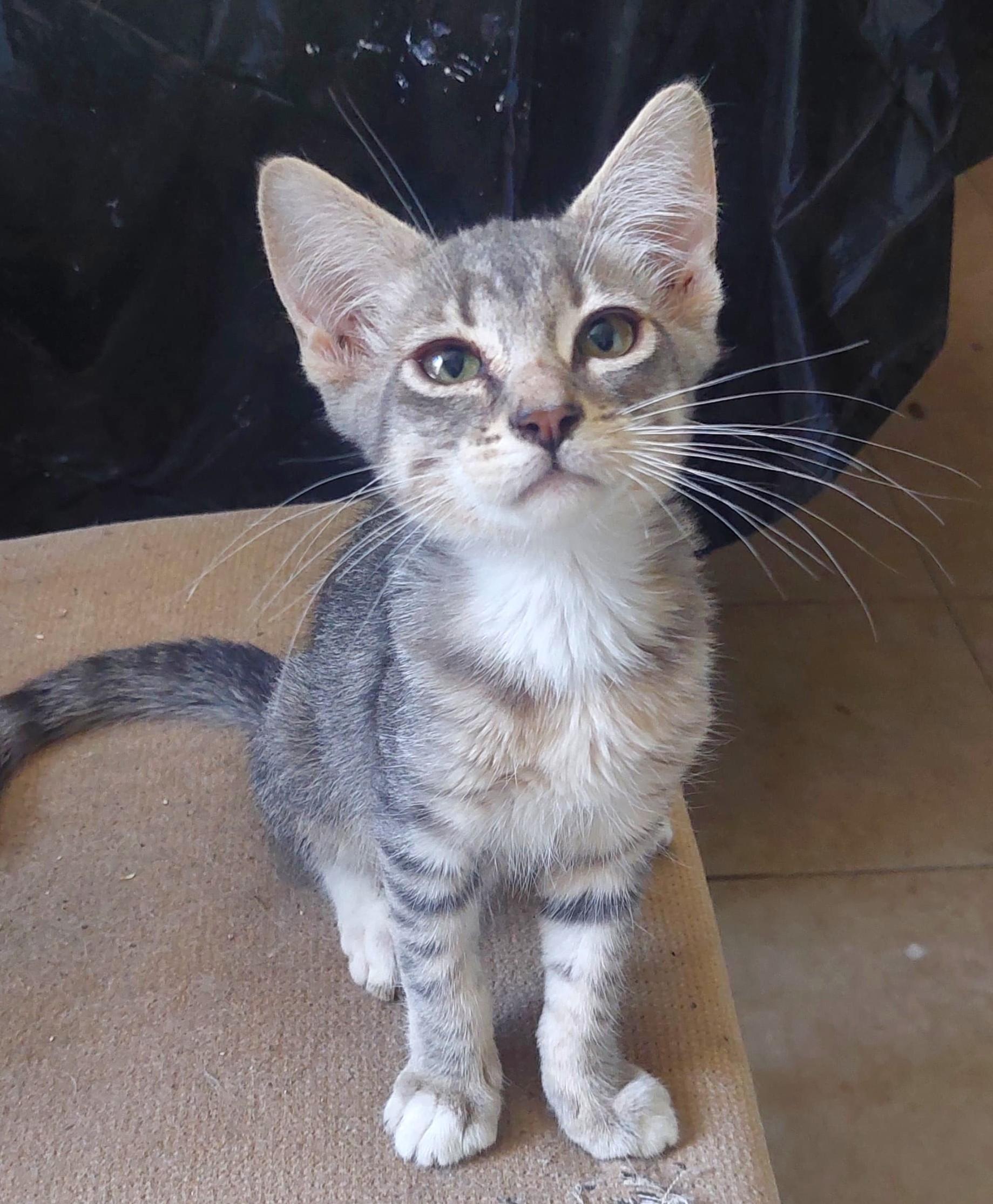 Atlas, an adoptable American Shorthair in Mexicali, BCN, 21280 | Photo Image 3