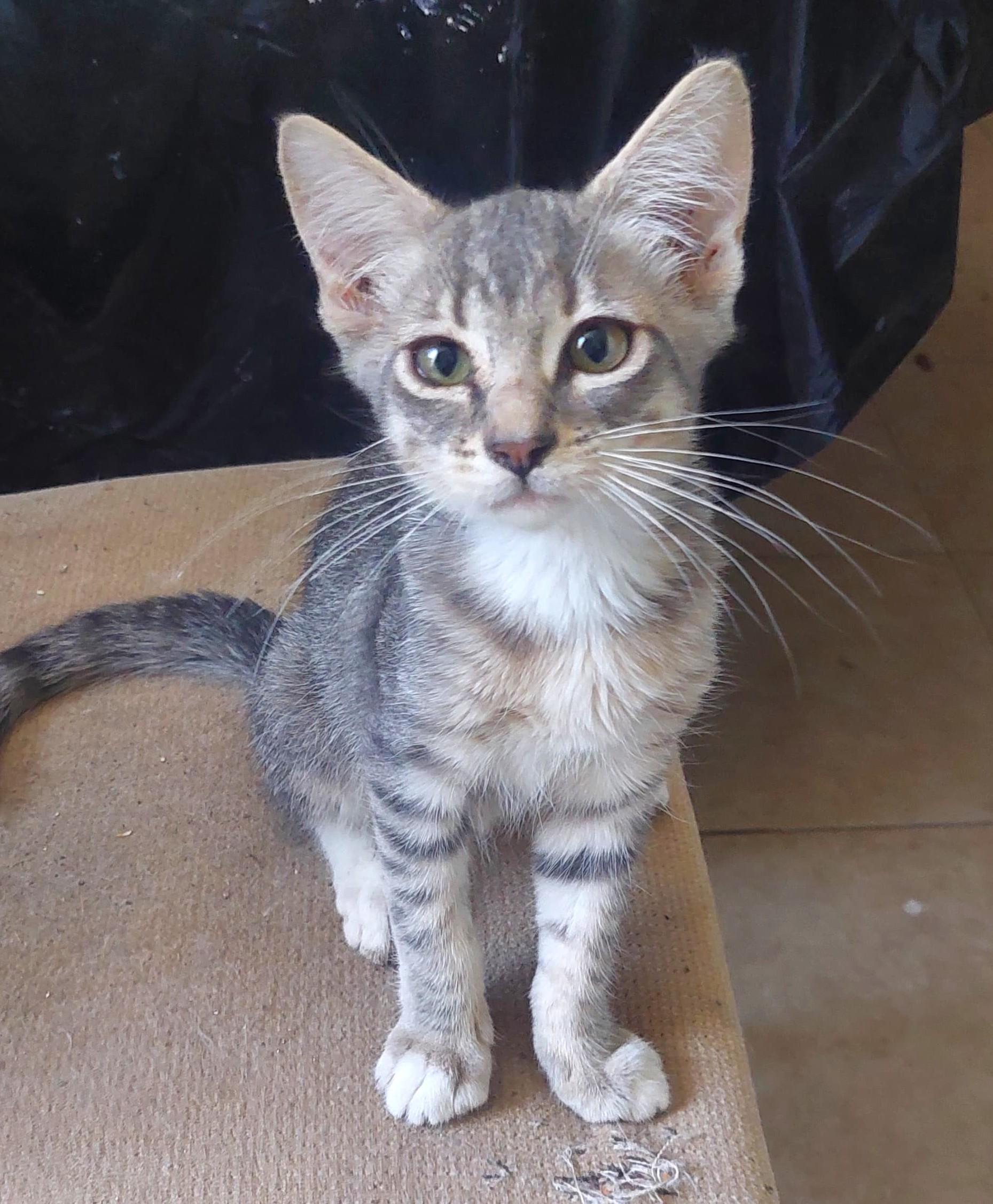 Atlas, an adoptable American Shorthair in Mexicali, BCN, 21280 | Photo Image 2