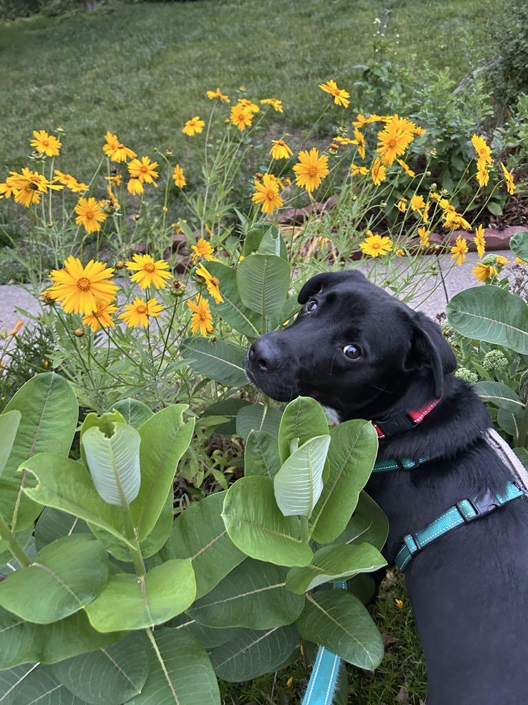 Mac, Adoptable, Young Male Labrador Retriever.