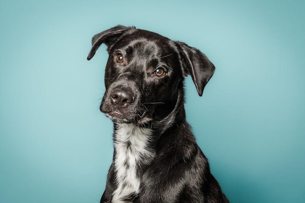 Mac, Adoptable, Young Male Labrador Retriever.